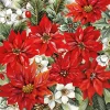 Poinsettia All Over Luncheon Napkins (Pack Of 20) - 33Cm